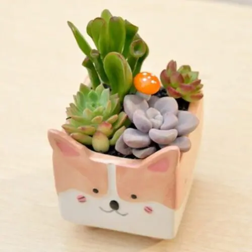 Cute Gardening Ceramic Flower Pot – Perfect for Succulents, Cacti, and Air Plants