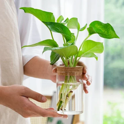 1pc Transparent Hydroponic Flower Pot: Glass Soilless Planting Potted Green Plant Flower Pot