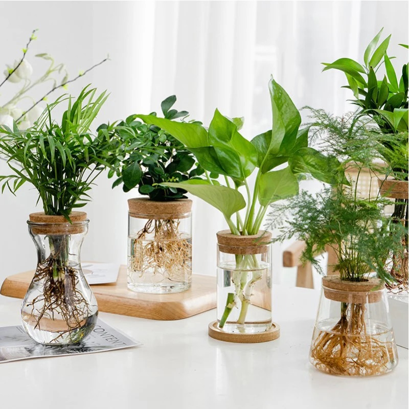 1pc Transparent Hydroponic Flower Pot: Glass Soilless Planting Potted Green Plant Flower Pot