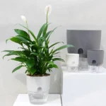 Transparent Double Layer Plastic Flower Pot: Self-Watering Flowerpot with Cotton Rope Watering System and Injection Port