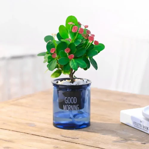 Automatic Water Absorbing Plant Flower Pot – Self-Watering Plastic Flowerpot