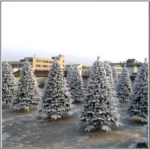 Simulation Artificial Cedar Christmas Tree – 0.6-3m PE with Snow Flocking for Decoration- Beautiful Christmas Trees Heights 10ft-2ft