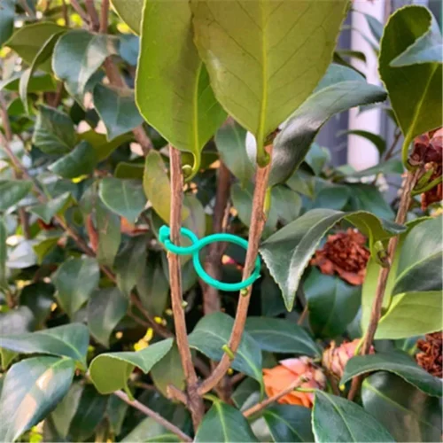 Plant Support Bands | Garden Vine Strapping Clips in S/L Sizes