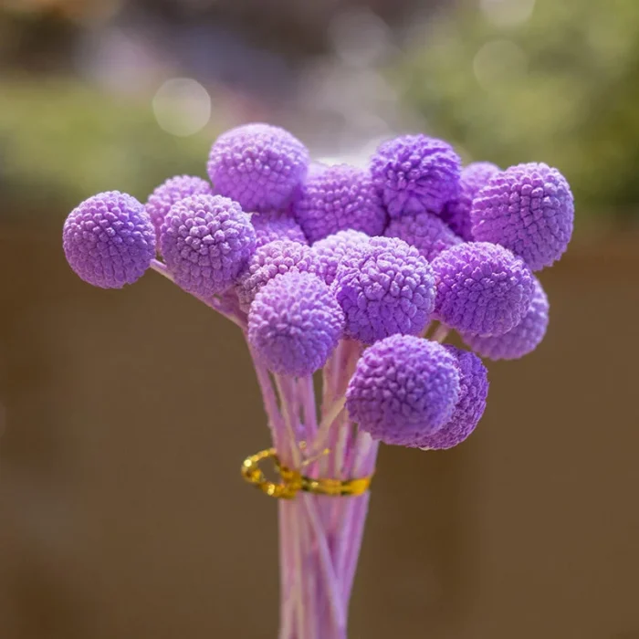 Boho Dried Flower Bouquet – Billy Balls for Vase, Home Decor, Wedding Garlands, & Bouquets