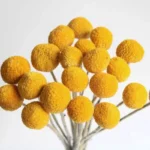 Boho Dried Flower Bouquet – Billy Balls for Vase, Home Decor, Wedding Garlands, & Bouquets